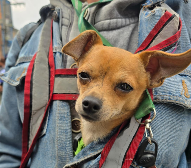 Los animales de compañía también son nuestra prioridad