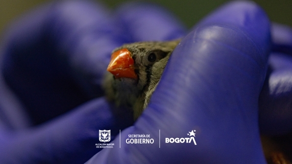 Operativo de rescate de 155 animales maltratados en el Barrio Restrepo