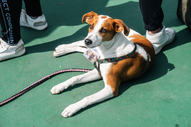 Operativo en Tunjuelito suspende veterinaria y aplica comparendo por incumplimientos